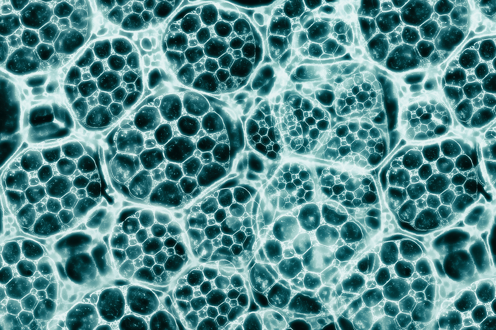 Biomaterials Vs Tissue Engineering - What Is The Difference?